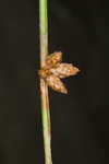 Weakstalk bulrush